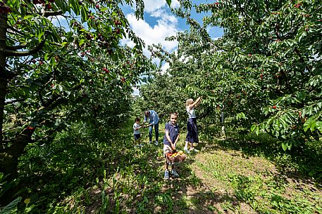 Family Experience - Picking up in the Orchards